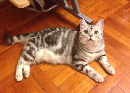 怎么判斷貓咪有沒有心臟病?美短心臟病很多嗎?