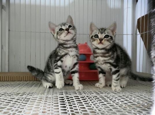 美短心臟病發作怎么急救?如何預防美短心臟病發病?