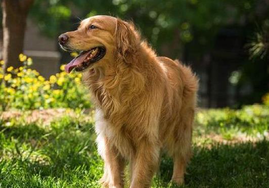 什么是狂犬病?狂犬疫苗怎么打?