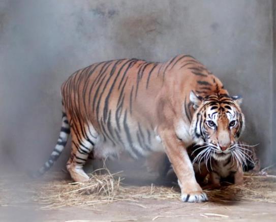 2022年屬虎男本命年適合佩戴什么好,虎年本命年男性帶什么轉運