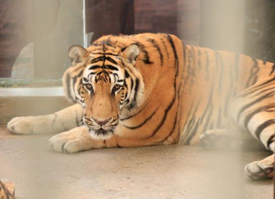 2022年屬虎男本命年適合佩戴什么好,虎年本命年男性帶什么轉運