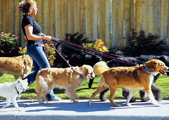 夏天什么時(shí)候出去遛狗合適?夏天遛狗多久最好