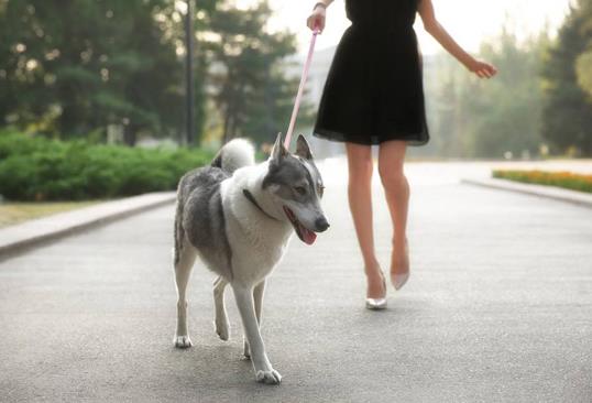 夏天什么時(shí)候出去遛狗合適?夏天遛狗多久最好