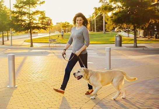 夏天什么時(shí)候出去遛狗合適?夏天遛狗多久最好