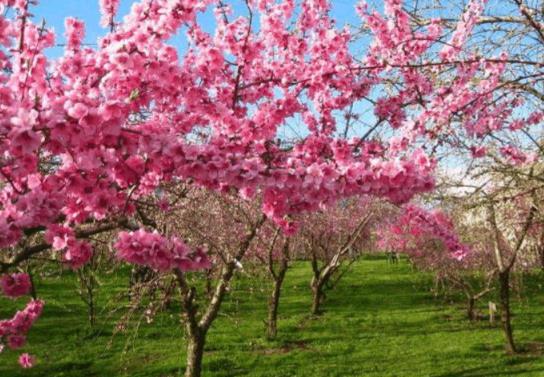 2022年桃花運最旺生肖排名,虎年桃花運遇到真愛生肖