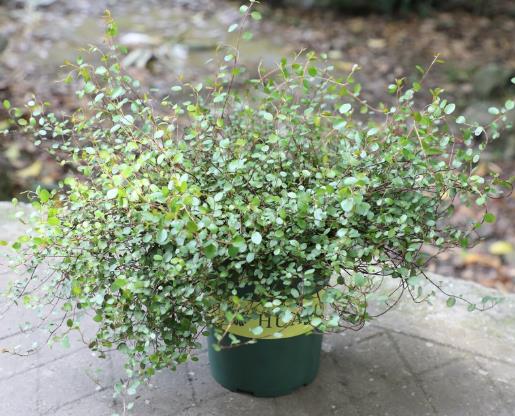 千葉吊蘭全部剪掉了可以活嗎?千葉吊蘭葉子一碰就斷怎么辦