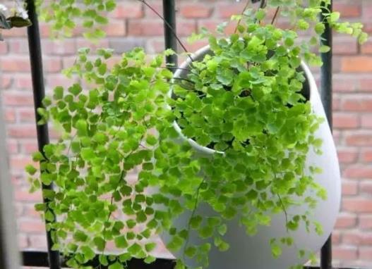 千葉吊蘭全部剪掉了可以活嗎?千葉吊蘭葉子一碰就斷怎么辦