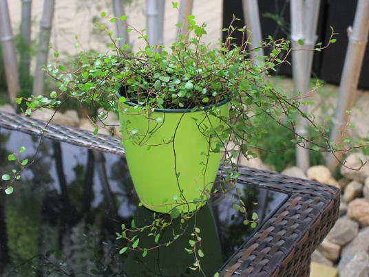 千葉吊蘭全部剪掉了可以活嗎?千葉吊蘭葉子一碰就斷怎么辦