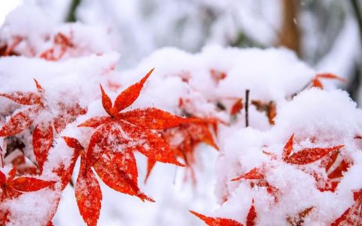 冬至就開始數九了嗎 冬至數九怎么數