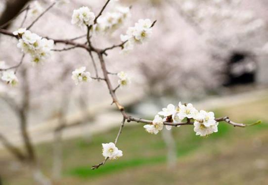 后天打春明天能出門嗎?2022打春當(dāng)天能洗頭嗎