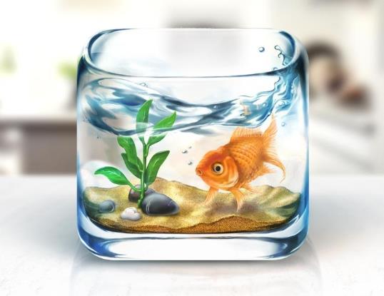 魚缸怎么調節水質?魚缸壽命一般是多少年