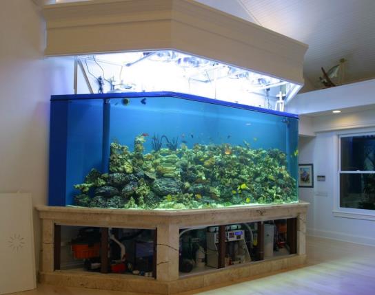 魚缸養(yǎng)螃蟹水位多深最好?魚缸放陽臺上好不好