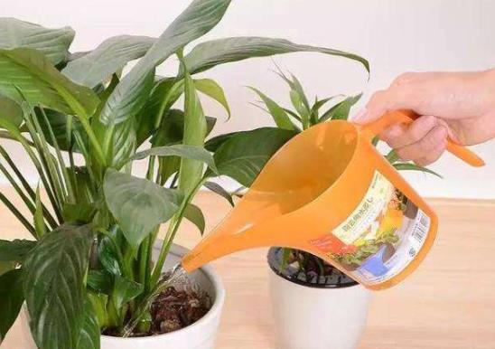 怎么把自來水變成弱酸性澆花?小蘇打澆花的好處