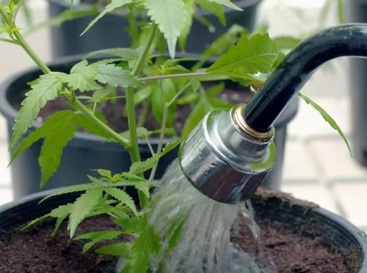 怎么把自來水變成弱酸性澆花?小蘇打澆花的好處