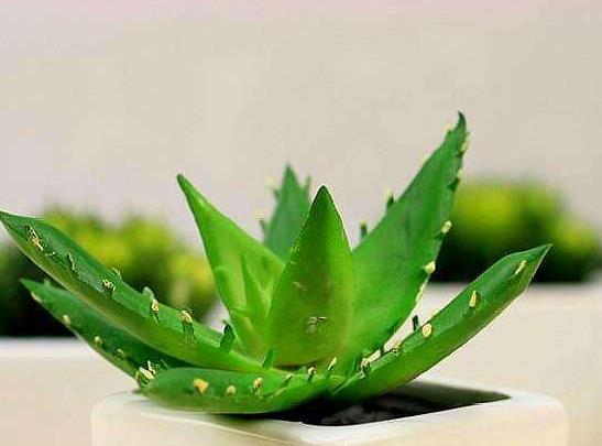養珍珠蘆薈哪些是要注意的?新鮮蘆薈可以直接涂在疤痕上嗎