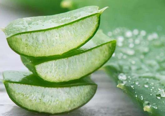養珍珠蘆薈哪些是要注意的?新鮮蘆薈可以直接涂在疤痕上嗎