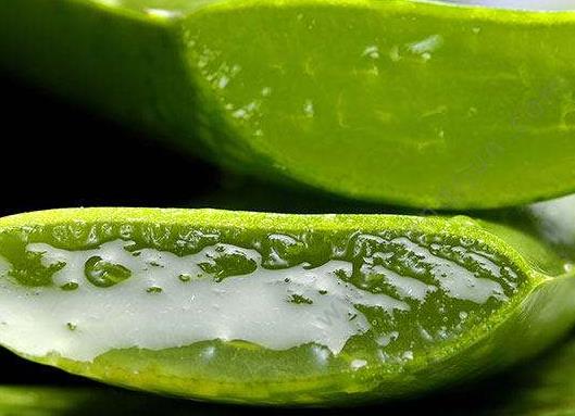養珍珠蘆薈哪些是要注意的?新鮮蘆薈可以直接涂在疤痕上嗎