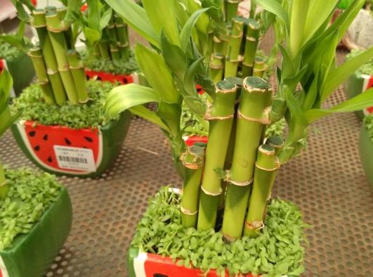 富貴竹怎么養比較容易活?水培富貴竹養護注意事項