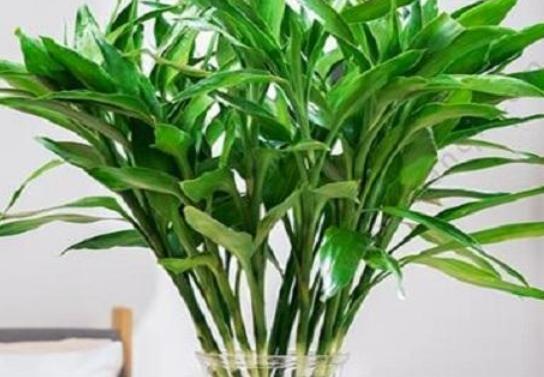 富貴竹怎么養比較容易活?水培富貴竹養護注意事項