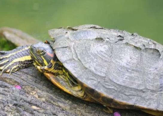 烏龜什么時候冬眠?烏龜和魚可以同時在魚缸里養(yǎng)嗎