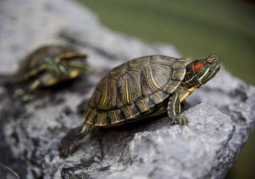 5元買的小烏龜能長多大?5元買的小烏龜放多少水