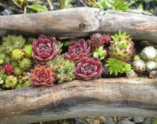 多肉用河沙鋪面可以嗎?多肉開始化水了還可以救嗎