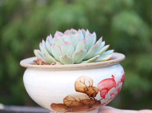 多肉用河沙鋪面可以嗎?多肉開始化水了還可以救嗎