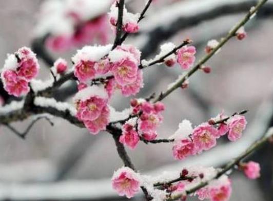 倒春寒釣魚用什么餌料?倒春寒怎么釣魚