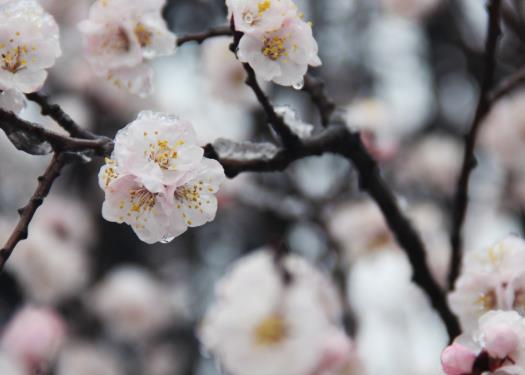 倒春寒釣魚用什么餌料?倒春寒怎么釣魚