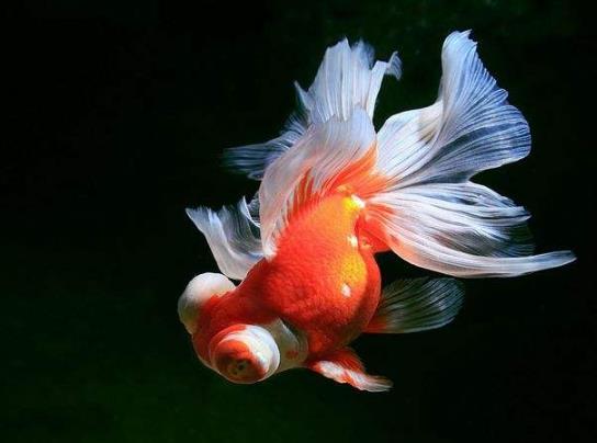 養金魚的自來水要曬嗎?金魚為什么會沉到水底下