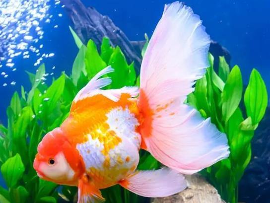 養金魚的自來水要曬嗎?金魚為什么會沉到水底下