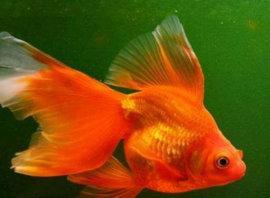 養金魚的自來水要曬嗎?金魚為什么會沉到水底下