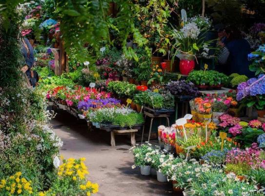 2022年廣州春節花市什么時候開?2022年廣州有花市嗎