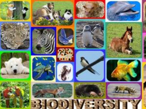 5月22日是什么日子?國際生物多樣性日的由來