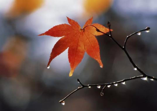 ��¶��߀���Ҫ���ã�2021���¶���ؕ��½��᣿