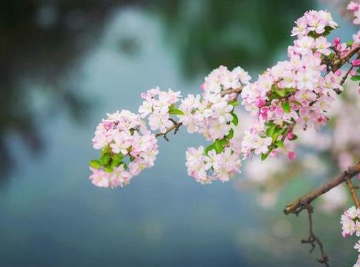 清明上墳可以各上各的嗎?清明上墳買一束花還是兩束花