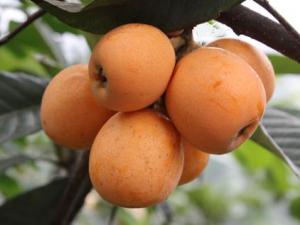 寶寶能吃枇杷嗎?寶寶吃枇杷的做法