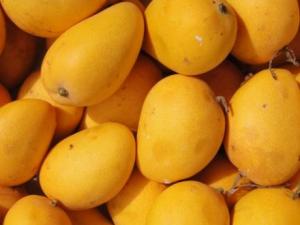 寶寶能吃芒果嗎?寶寶吃芒果有什么好處