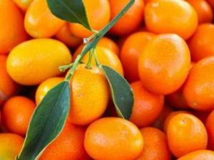 寶寶能吃金桔嗎？寶寶吃金桔的做法