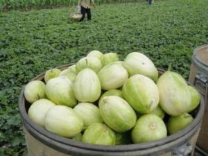 寶寶能吃香瓜嗎？寶寶吃香瓜有什么好處