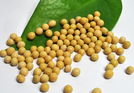 寶寶能吃黃豆嗎?寶寶吃黃豆的做法