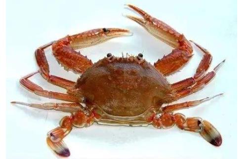 哪些寶寶不宜吃螃蟹 怎樣正確挑選螃蟹