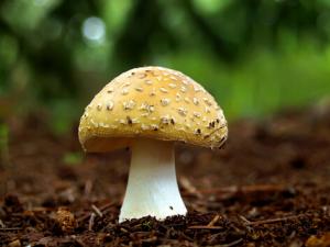 孕婦可以吃蘑菇嗎?孕婦吃蘑菇的食譜