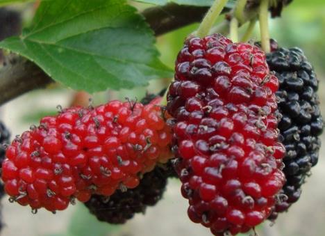 �ЋD���Գ�ɣ�؆᣿�ЋD��ɣ����ʲô��̎