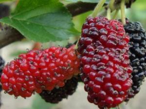 孕婦可以吃桑葚嗎?孕婦吃桑葚有什么好處