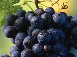 懷孕期間能吃葡萄嗎?孕婦吃葡萄有什么好處