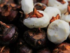 孕婦可以吃荸薺嗎?孕婦能不能吃荸薺