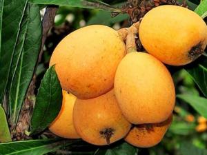 孕婦可以吃枇杷嗎?孕婦吃枇杷好嗎