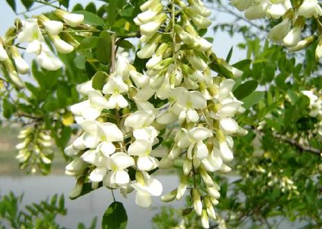 �ЋD�ܳԻ����᣿�ЋD�ܳԻ������ۆ�