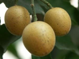 孕婦能吃黃皮果嗎?孕婦吃黃皮果有什么好處